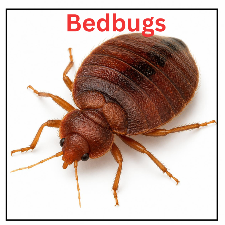 Bugs