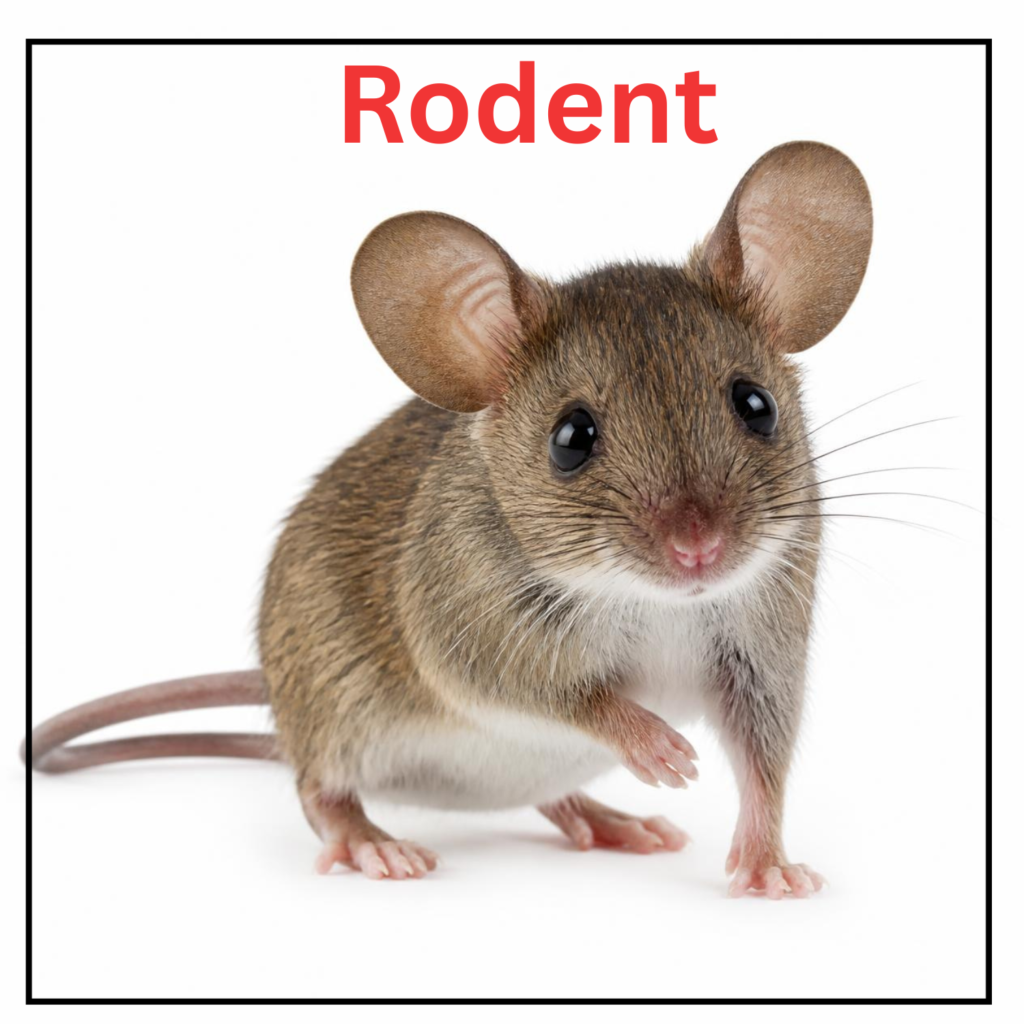 Rodent