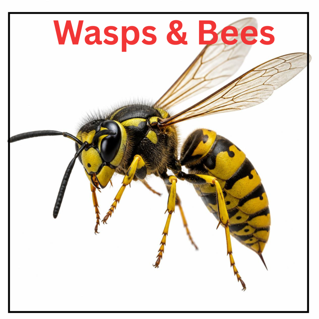 Wasps and Bees