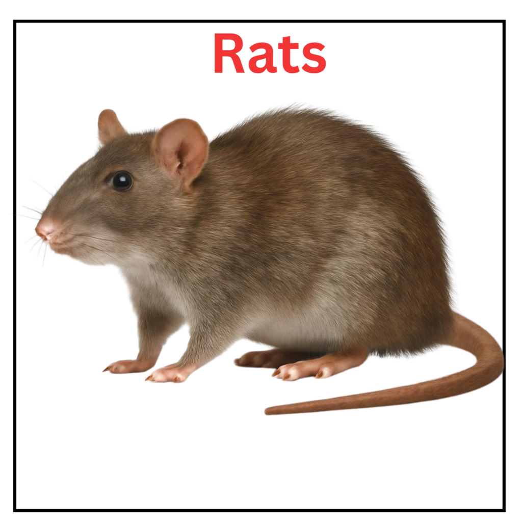 Rats