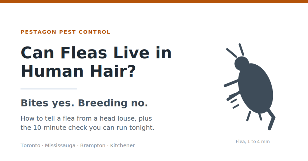 Can Fleas Live in Human Hair